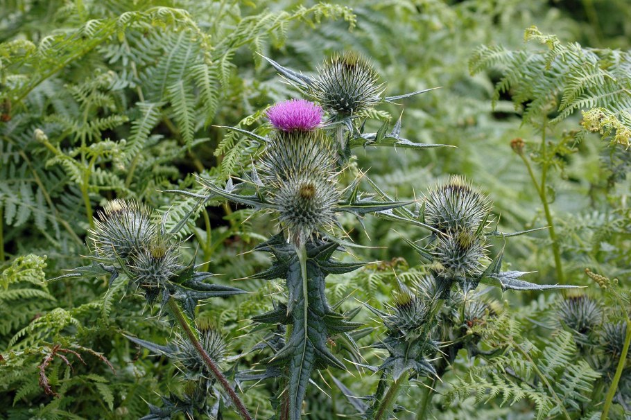 Колючие растения фото