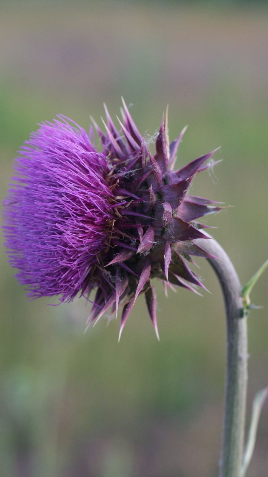 Чертополох 500x500