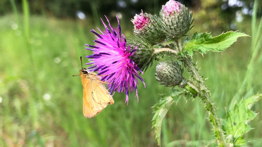 Семянка чертополоха