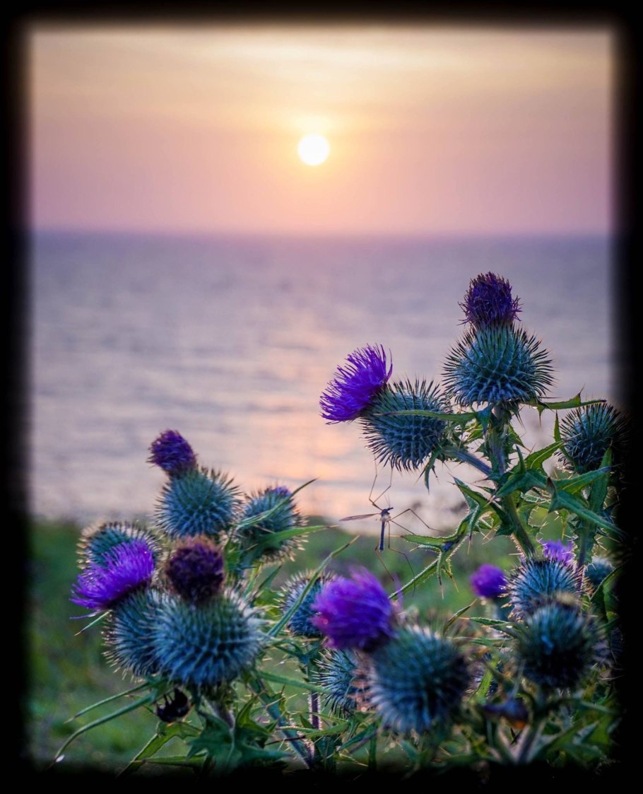 Татарник (Onopordum)