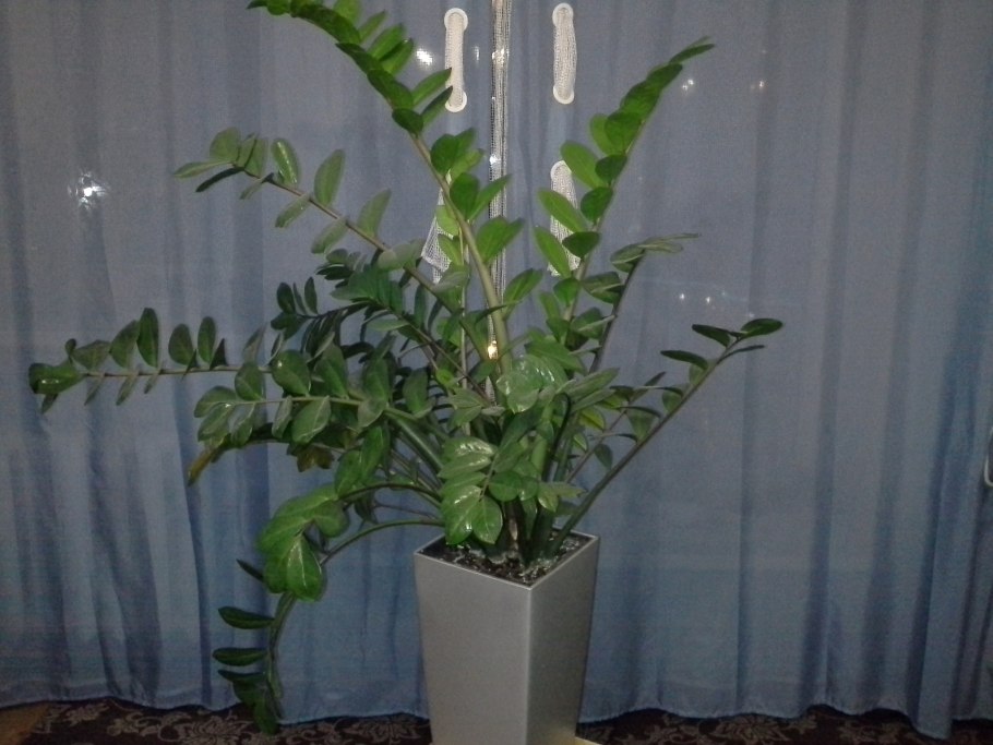 Замиокулькас тайский