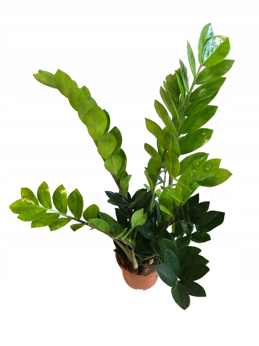 Фото замиокулькас на окне в квартире