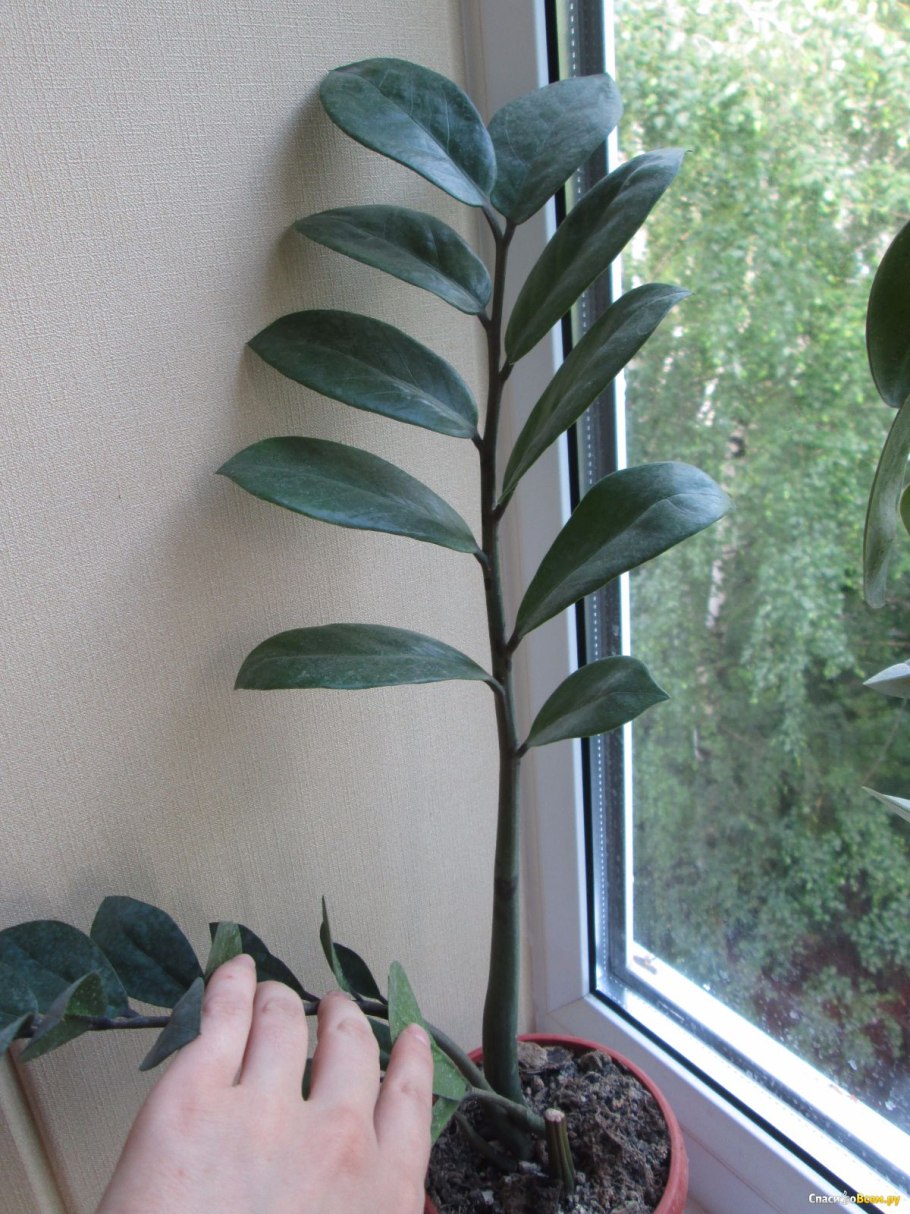 Замиокулькас Занзибар