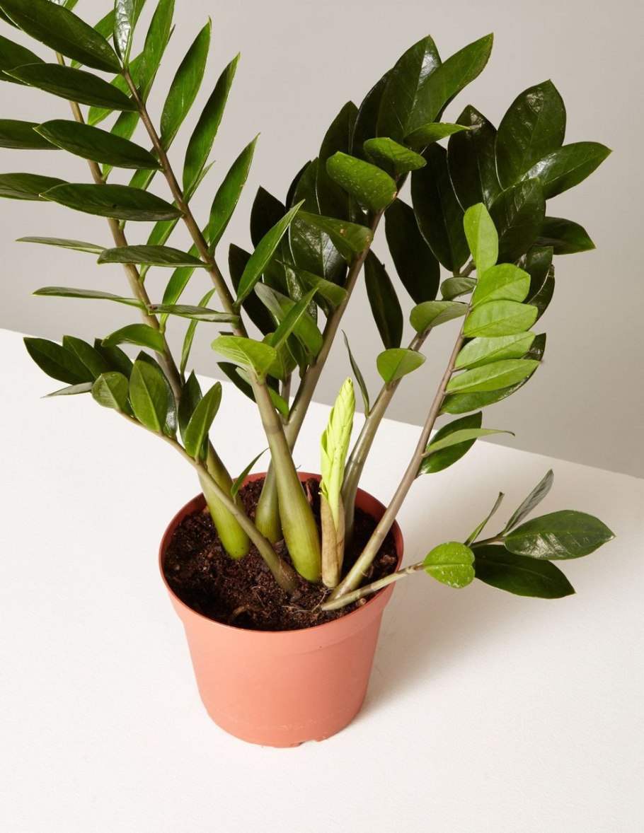 Костюм Замия