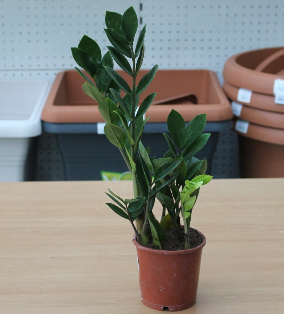 Растение замиокулькас