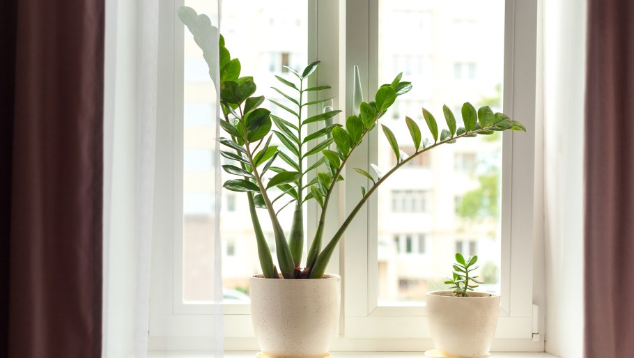 Комнатное цветоводство