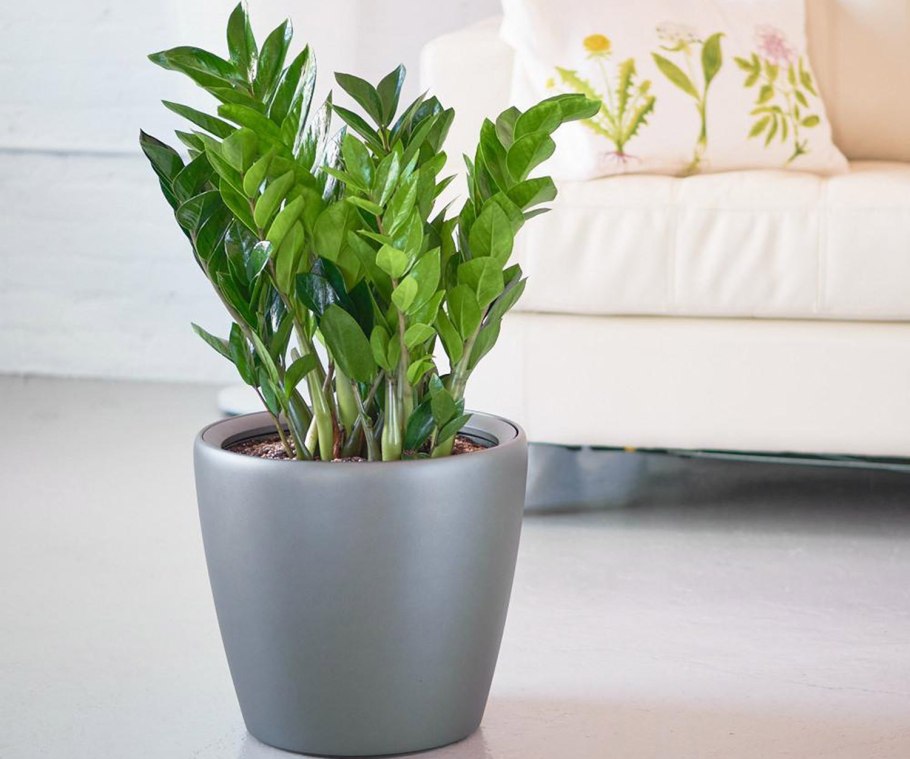 Замиокулькас в квадратном горшке