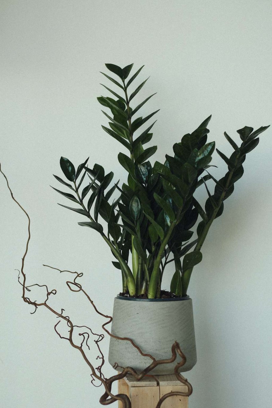 Замиокулькас замиелистный