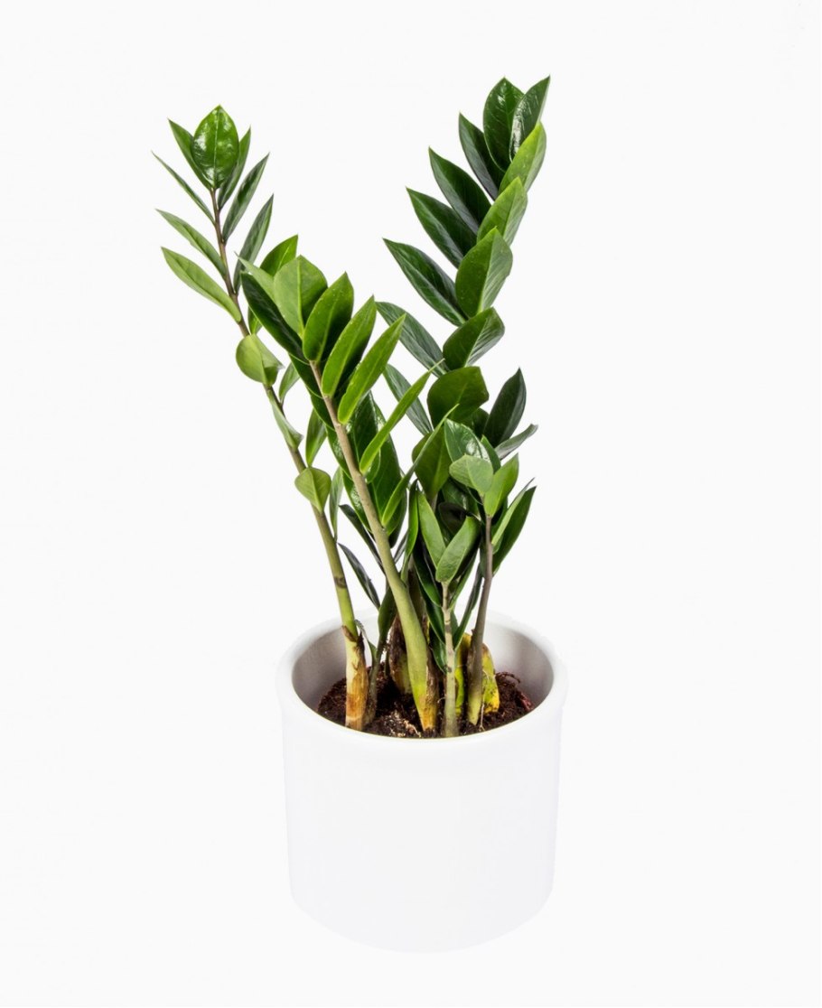 Замиокулькас Замифолия