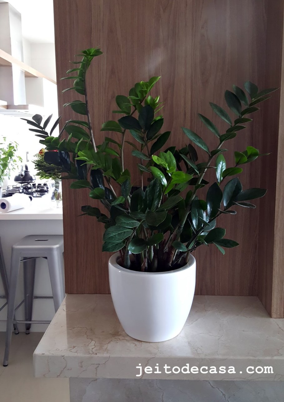 Комнатные растения неприхотливые к свету