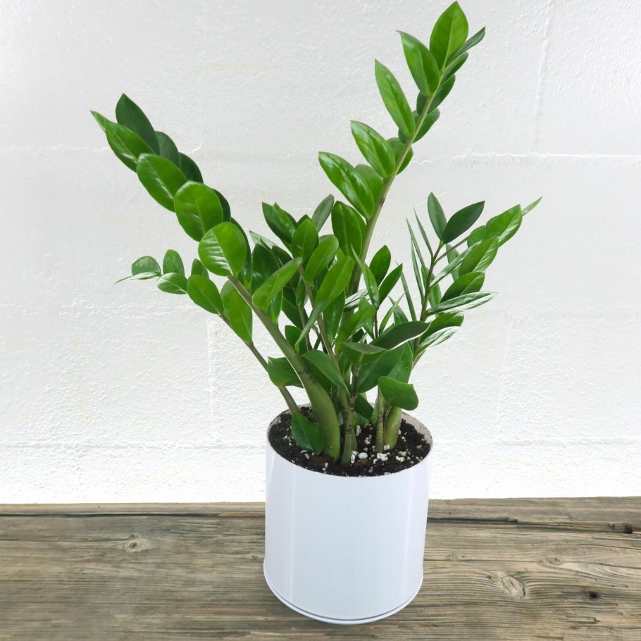 Долларовое дерево является суккулентом