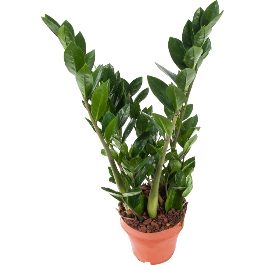 Замиокулькас Старлайт