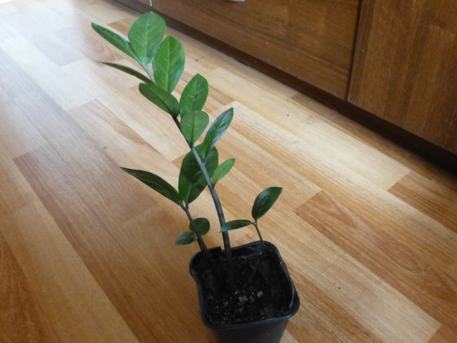 Замиокулькас долларовое