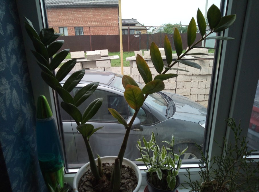 Замиокулькас Замифолия