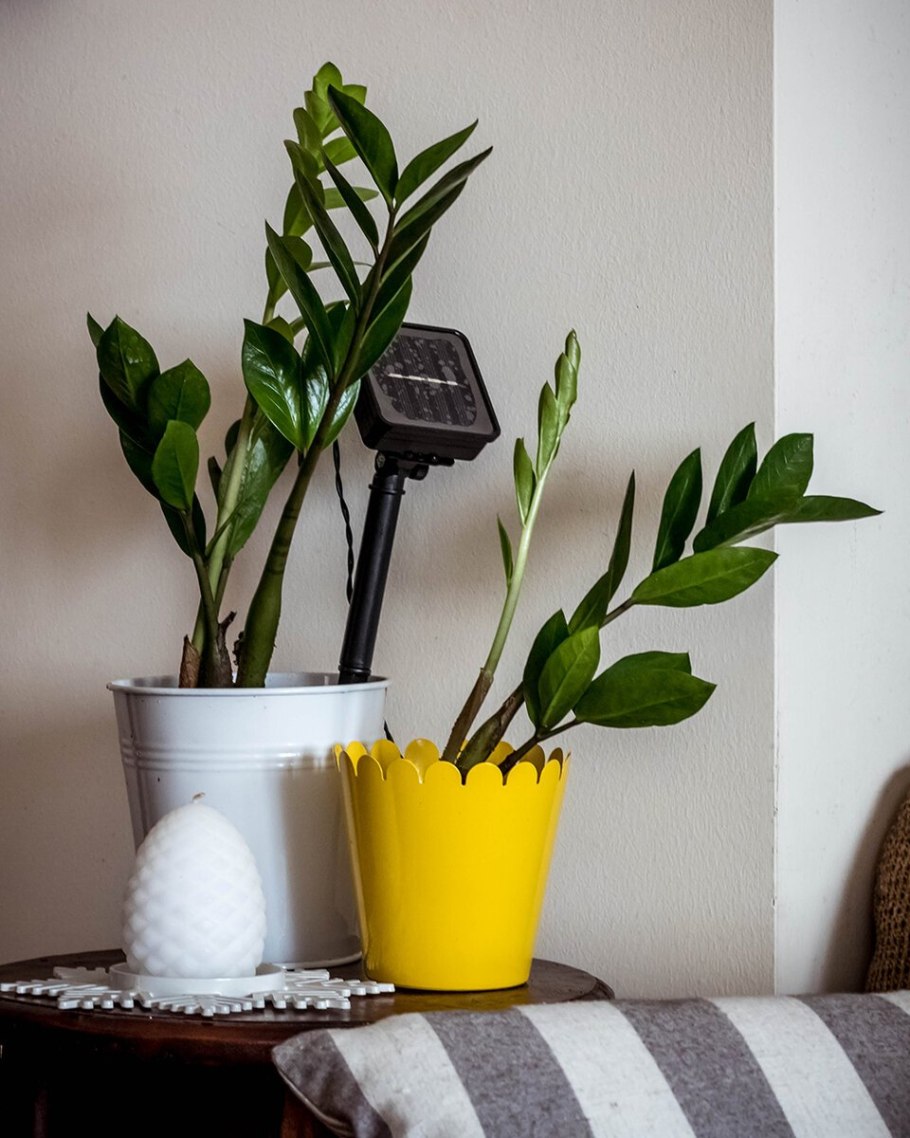 Замиокулькас Emerald Palm