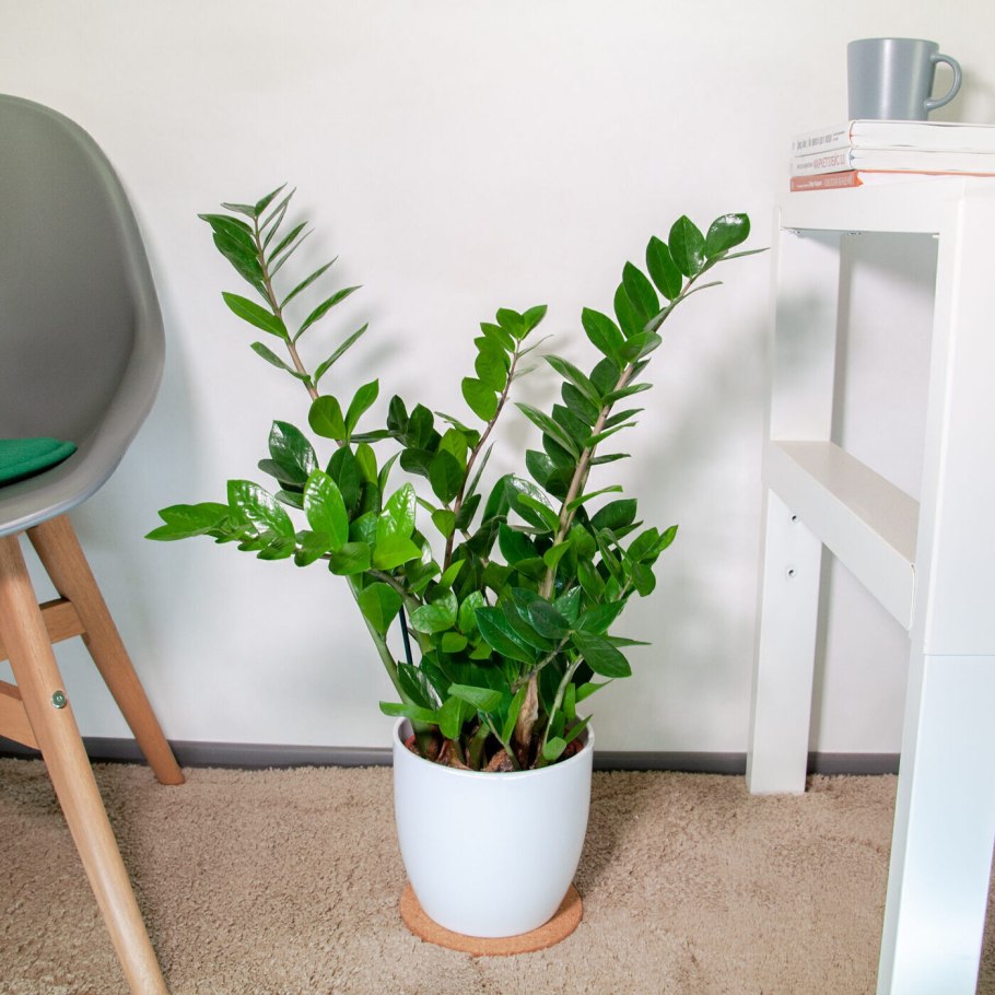 Замиокулькас взрослое растение