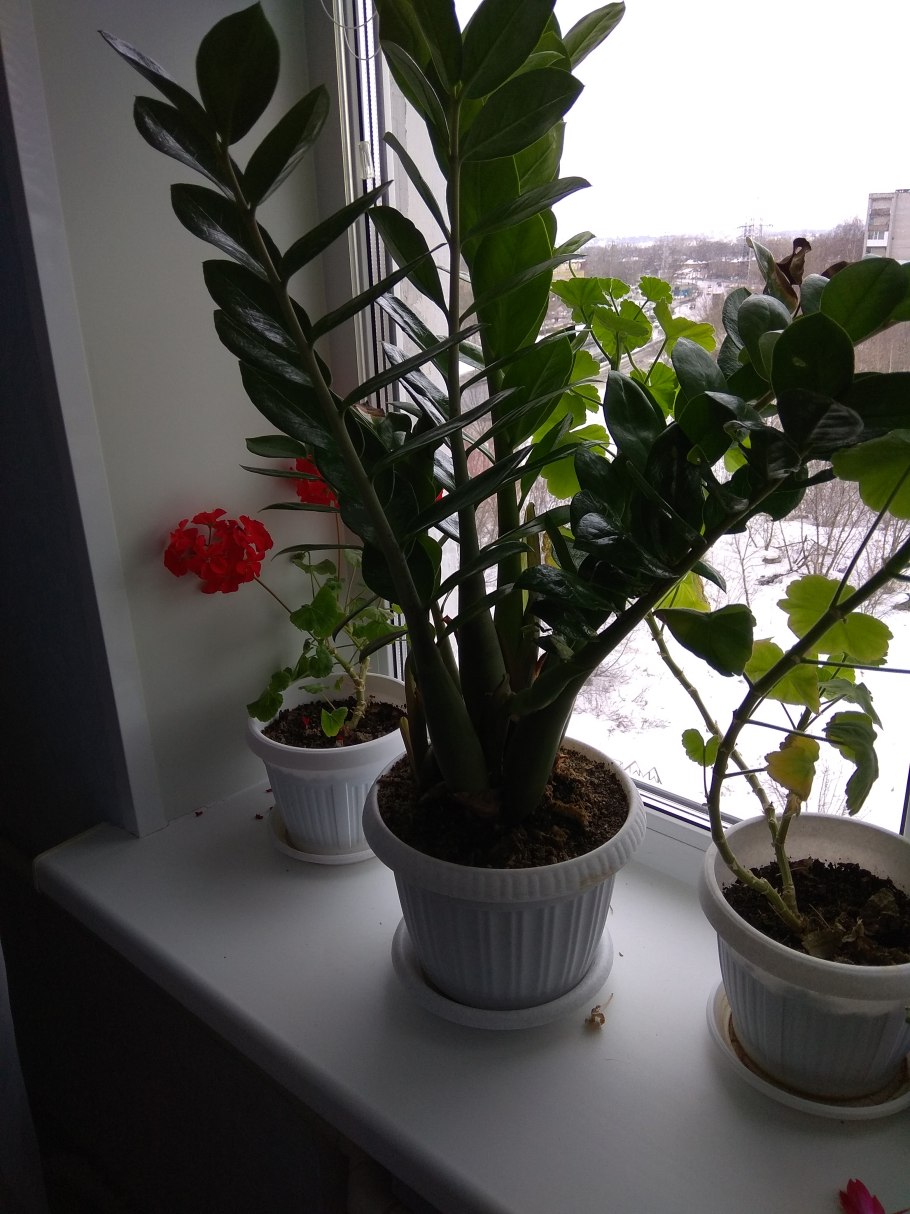 Растение замиокулькас