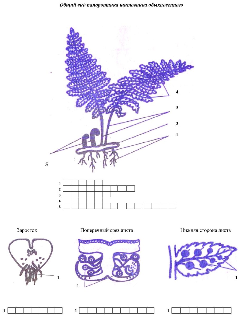Папоротник жизненный цикл папоротника