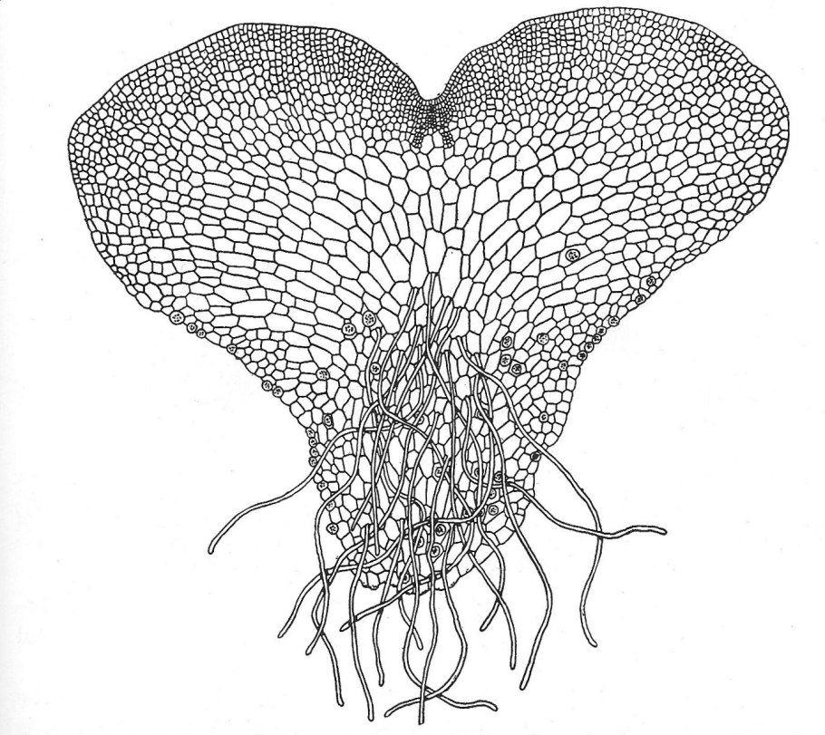 Материнская плата MSI 865gvm2-LS