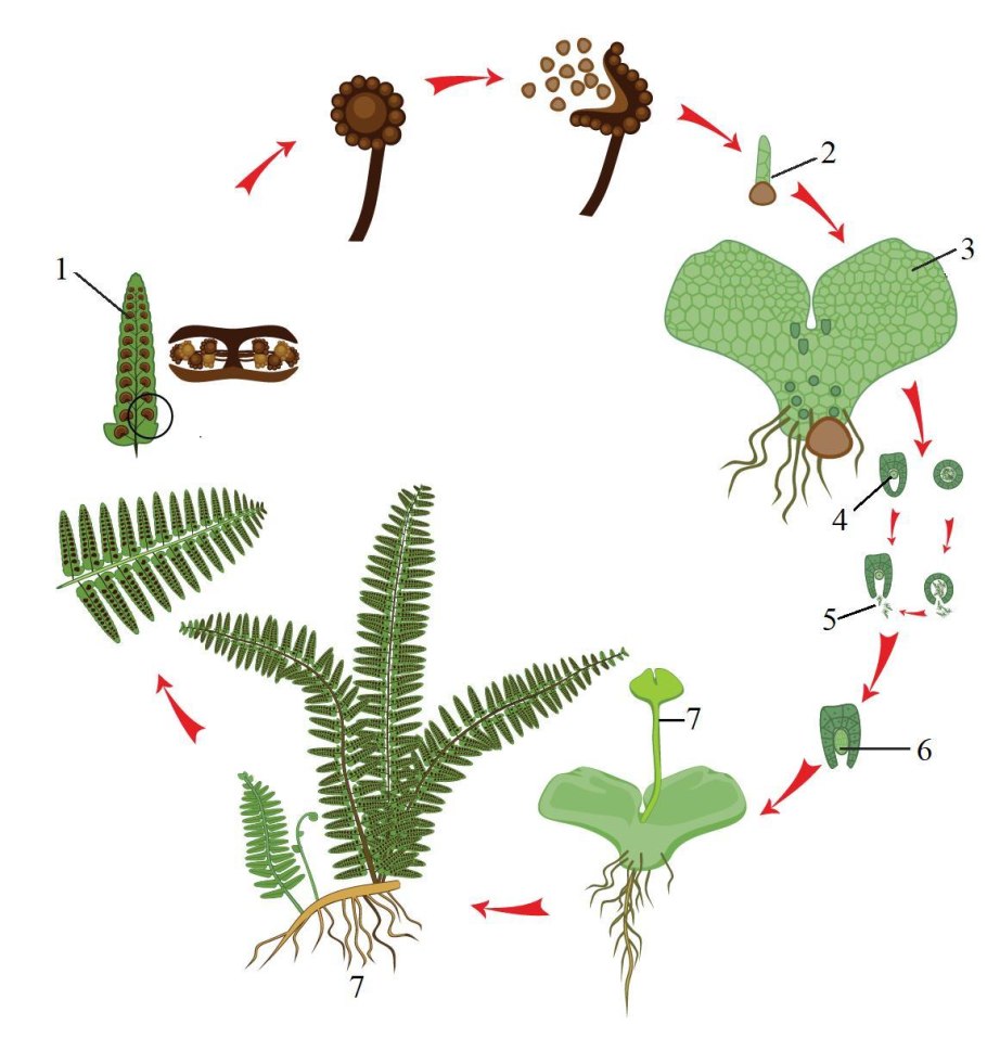 Характеристика папоротников