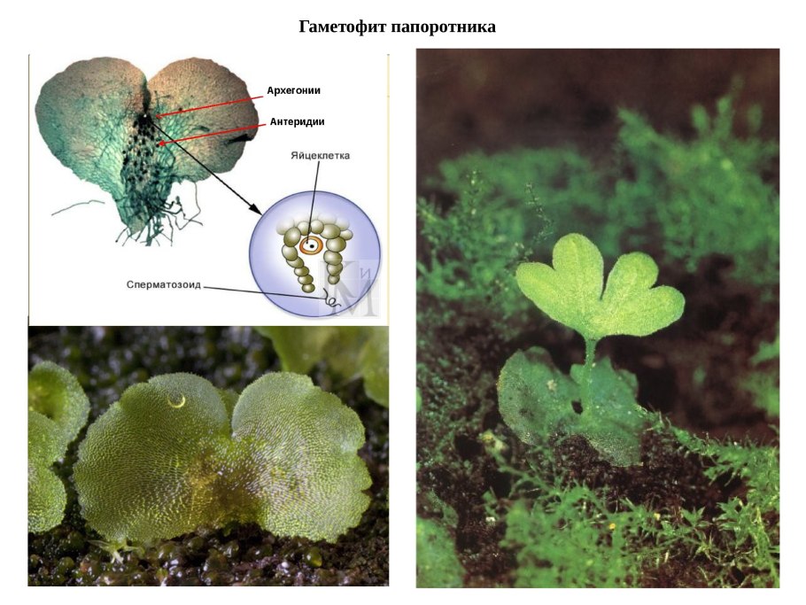 Жизненный цикл папоротника Кукушкин лен