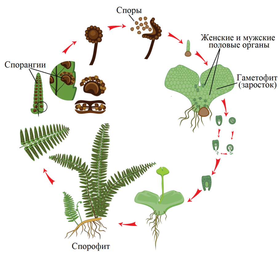 Щитовник мужской заросток