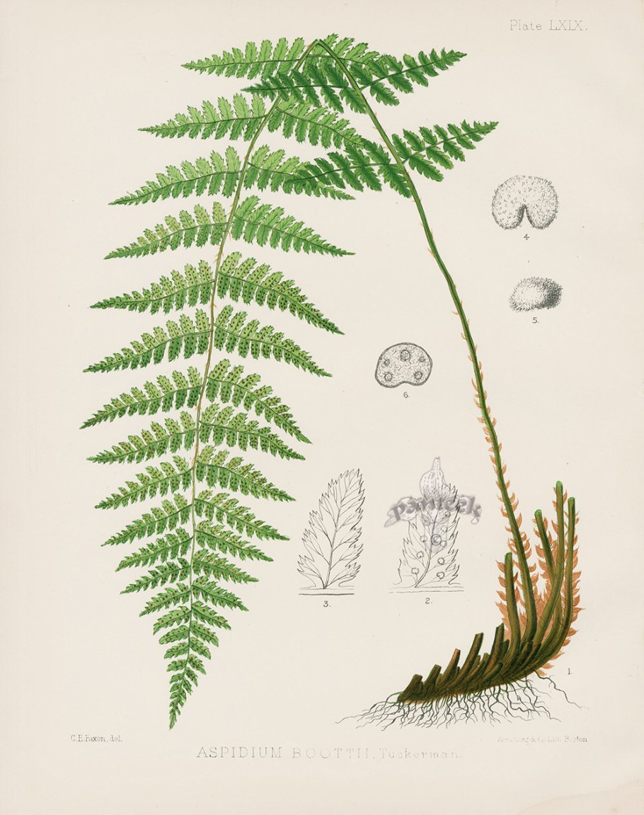 Dryopteris Linnaeana схема