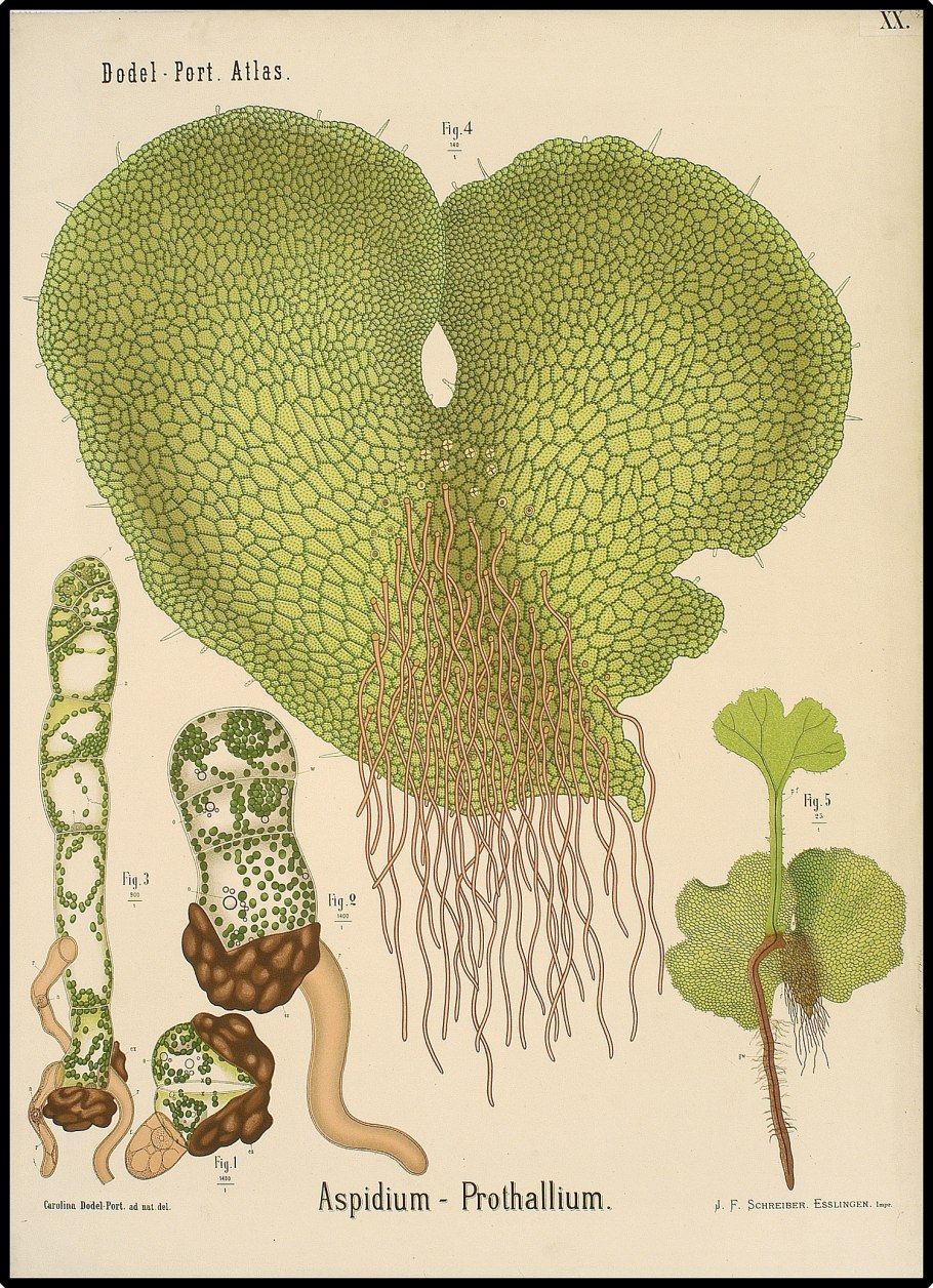 Строение папоротника спорангии