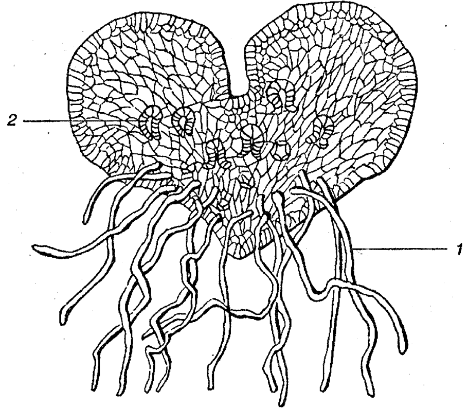 Папоротник Щитовник строение
