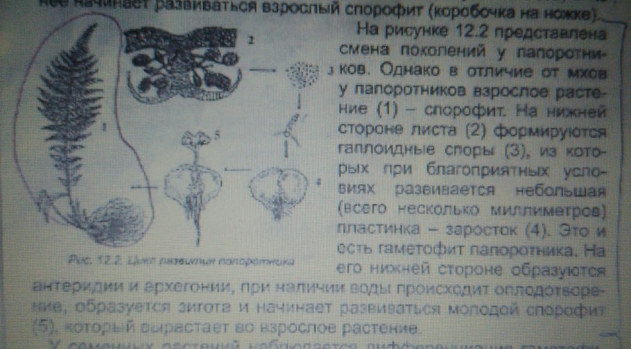 Строение гаметофита папоротника