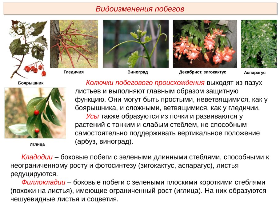 Метаморфозы побега побегового происхождения