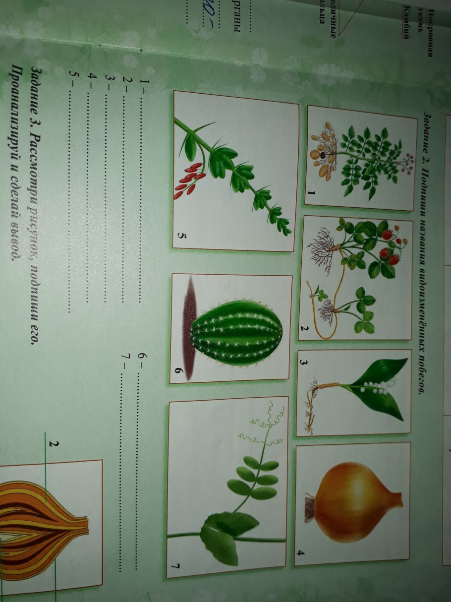 Иглица грибы