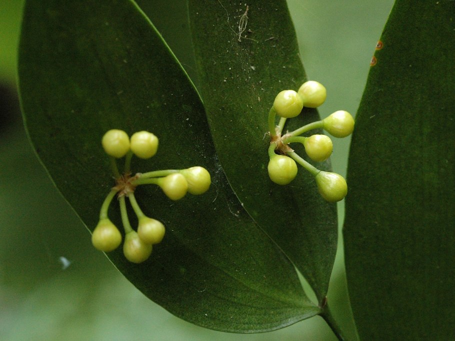 Филлокладии филантуса