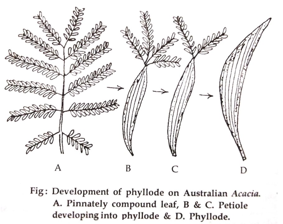 Иглица Понтийская колючки