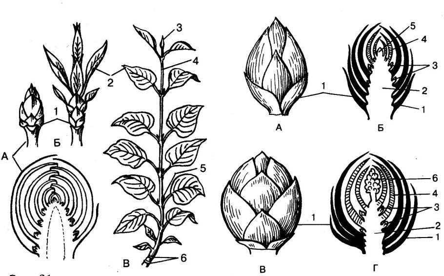 Побеги Solanum tuberosum