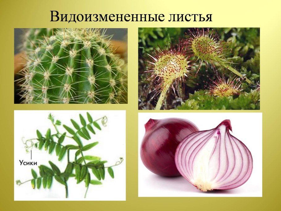 Метаморфозы филлокладии