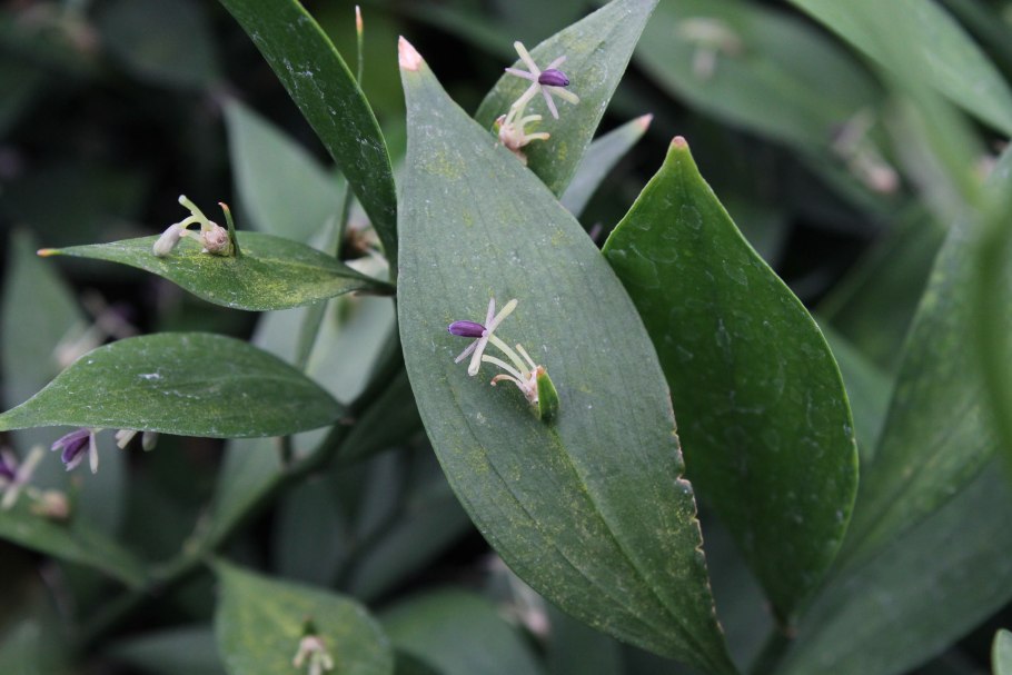 Ruscus hypoglossum