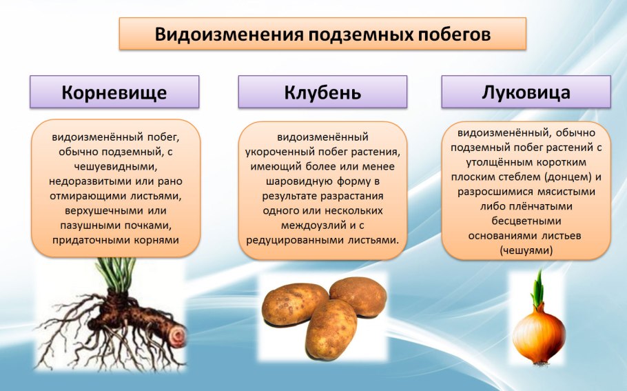 Рускус иглица