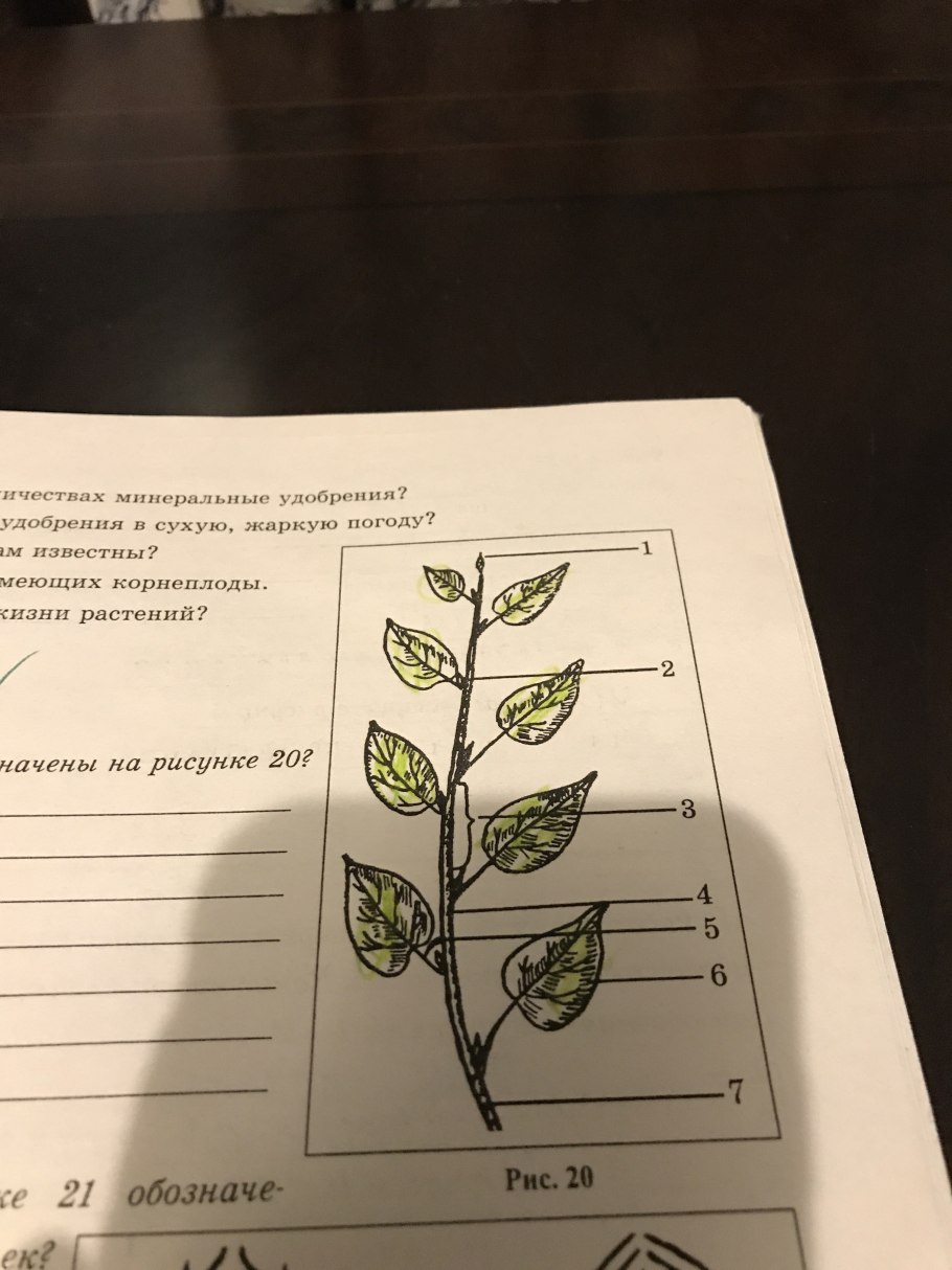 Рускус иглица в природе