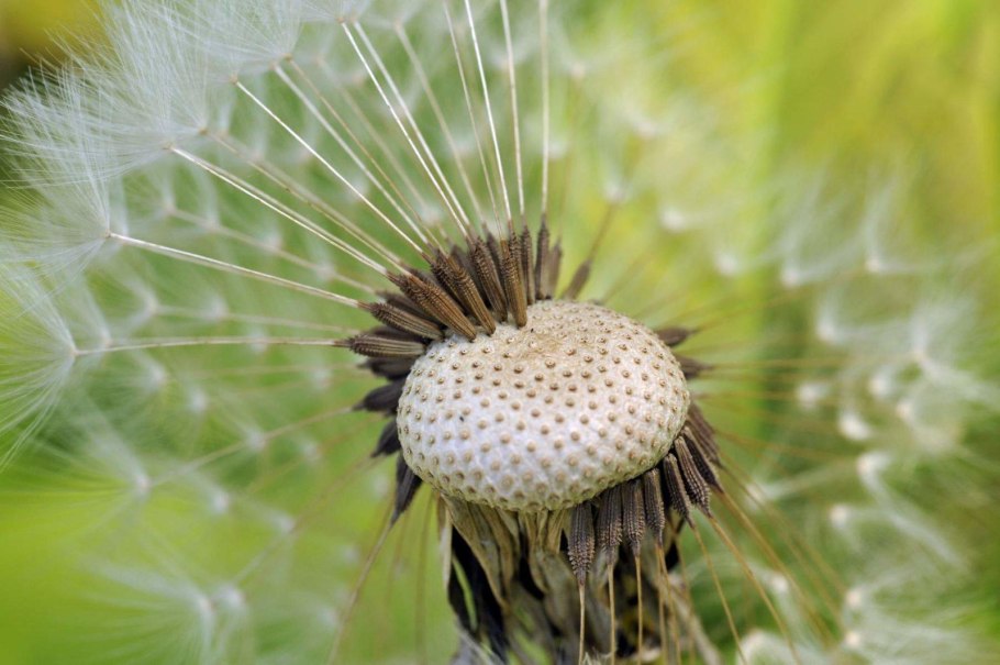 Taraxacum officinale семянки