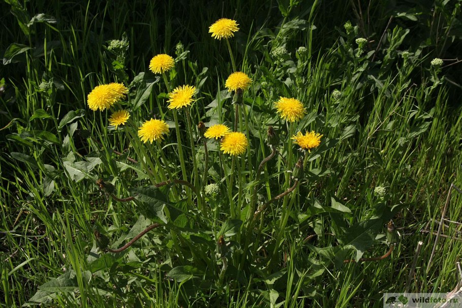 Одуванчик Taraxacum officinale