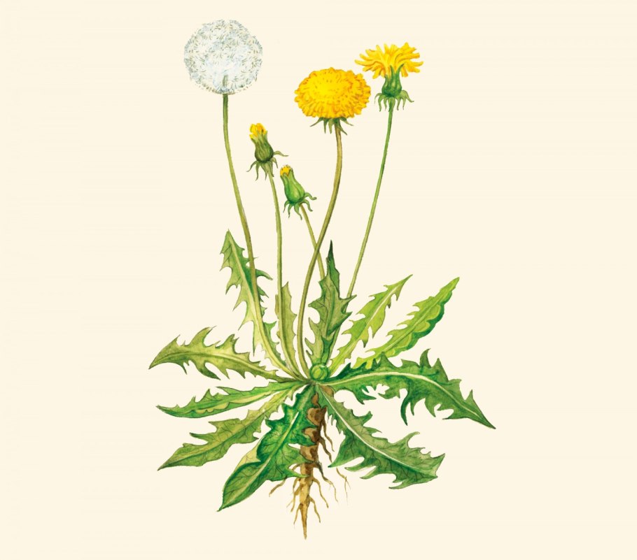 Taraxacum officinale гербарий