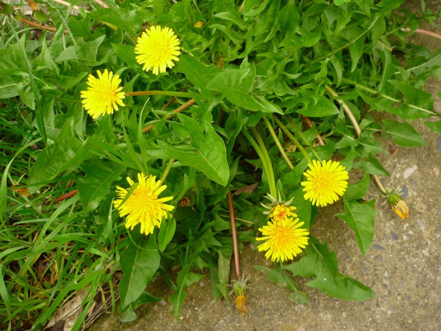 Одуванчик полностью