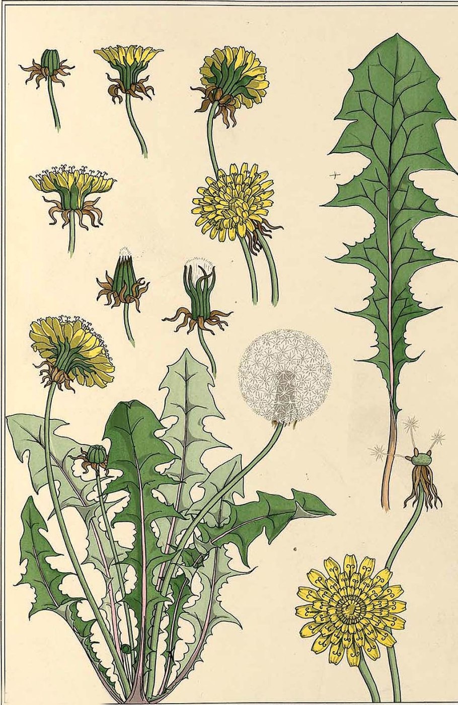Одуванчик лекарственный Ботаническая иллюстрация