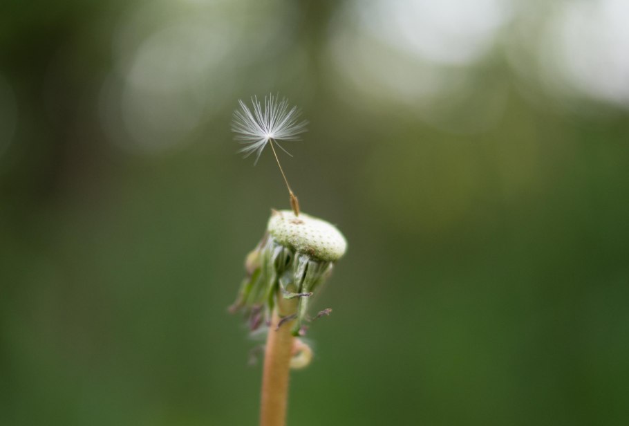 Одуванчик облетевший