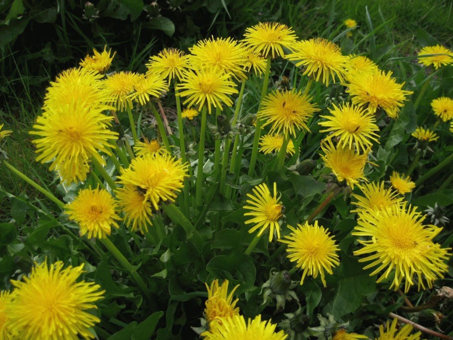 Taraxacum officinale листья