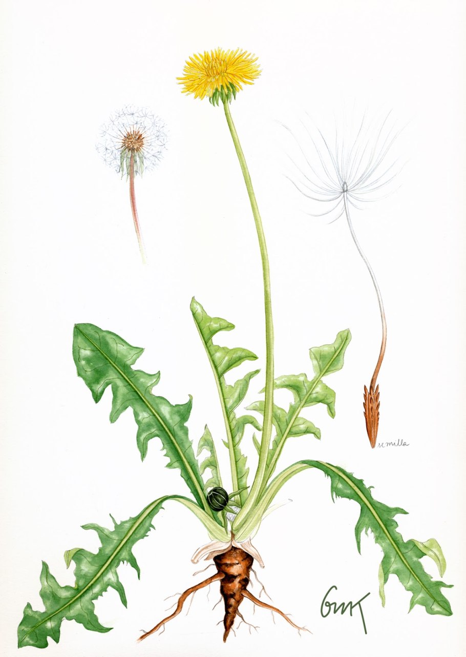 Taraxacum officinale иллюстрация
