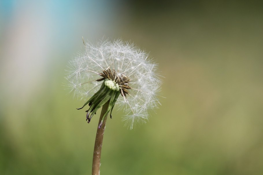 Одуванчик Pixabay