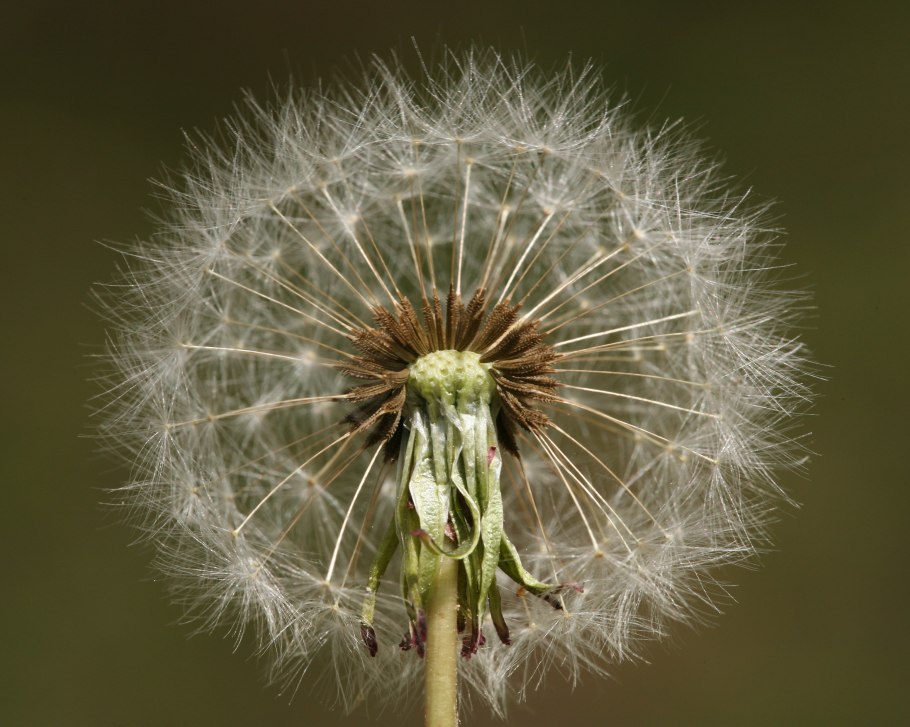 Taraxacum officinale семянки