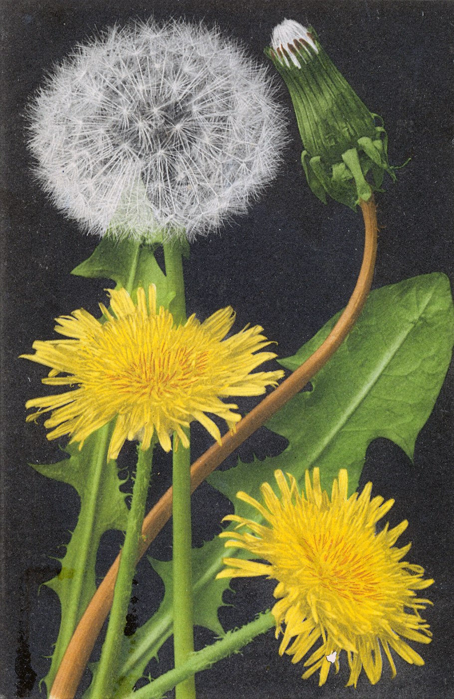 Одуванчик шерстистоногий